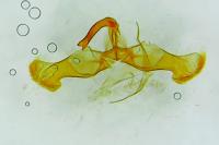 Dichrorampha acuminatana