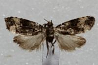 Endothenia marginana