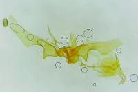 Ancylis comptana