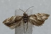Ancylis comptana
