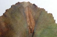 Phyllonorycter stettinensis