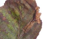 Phyllonorycter klemannella
