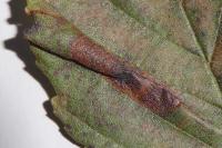 Phyllonorycter klemannella