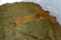 Phyllonorycter klemannella