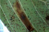 Phyllonorycter klemannella