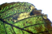 Phyllonorycter klemannella