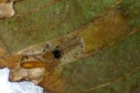 Phyllonorycter klemannella