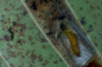 Phyllonorycter klemannella