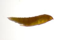 Phyllonorycter klemannella