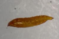 Phyllonorycter klemannella