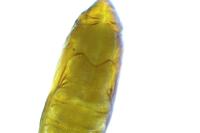 Phyllonorycter klemannella