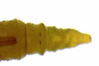 Phyllonorycter klemannella