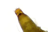 Phyllonorycter klemannella