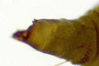 Phyllonorycter klemannella