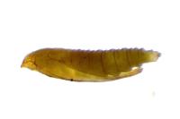 Phyllonorycter stettinensis