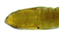 Phyllonorycter stettinensis