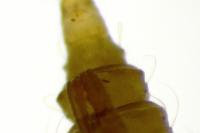 Phyllonorycter stettinensis