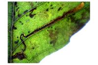 Stigmella