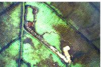 Stigmella