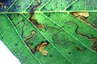 Stigmella
