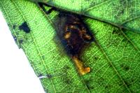 Stigmella