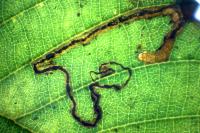 Stigmella