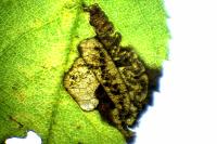 Ectoedemia angulifasciella