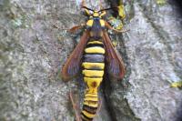 Sesia apiformis