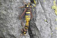 Sesia apiformis