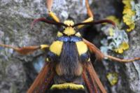 Sesia apiformis