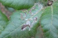 Acrocercops brongniardella