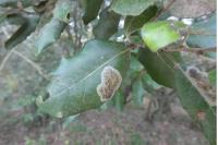 Phyllonorycter belotella