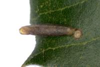 Coleophora