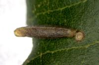 Coleophora