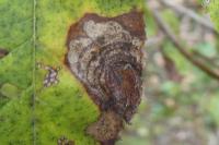 Leucoptera malifoliella