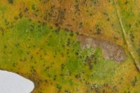 Ectoedemia heringi