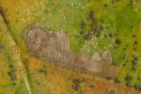 Ectoedemia heringi