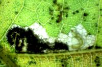 Ectoedemia heringi