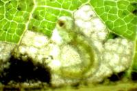 Ectoedemia heringi