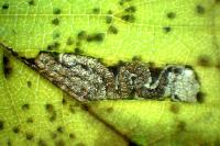 Stigmella viscerella