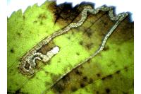 Stigmella ulmivora