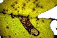 Stigmella viscerella