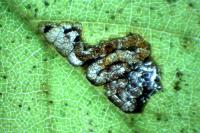 Stigmella viscerella