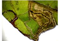 Stigmella salicis