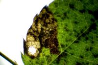 Ectoedemia angulifasciella