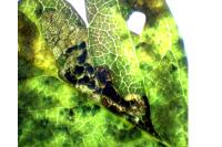 Stigmella crataegella