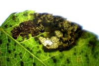 Ectoedemia angulifasciella