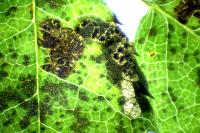 Ectoedemia angulifasciella