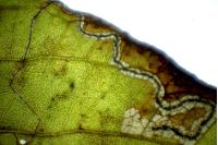 Stigmella hybnerella