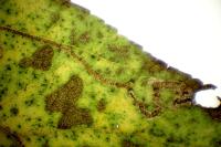 Stigmella oxyacanthella